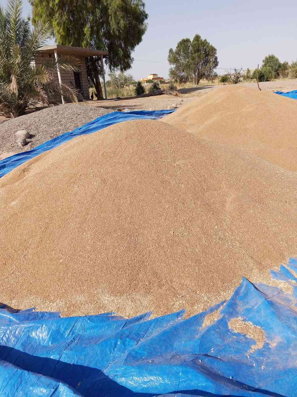 السلام عليكم ورحمه الله.
بذور حنطة صنف بورو بنت المغلف.
صنف غني عن التعريف 
 عالي الانتاج انتاجة خير من الله 
مقاوم للبرودة 
مقاوم للاضطجاع
مقاوم للأمراض الفطرية 
السعر الطن 700
الرقم ***********
المكان صلاح الدين بيجي ناحية الحجاج

