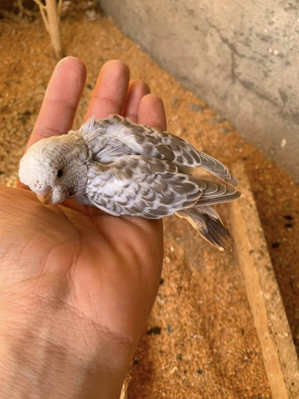 متاح زوج طيور الحب انكليزيات وليس عادية
جواها 4 افراخ ترهم زق وتتالف شلع مع القفص 60


**إذا كنت صاحب هذا الإعلان وتريد حذفه لأي سبب، رجاءا أرسل رسالة إلى الدعم الفني**