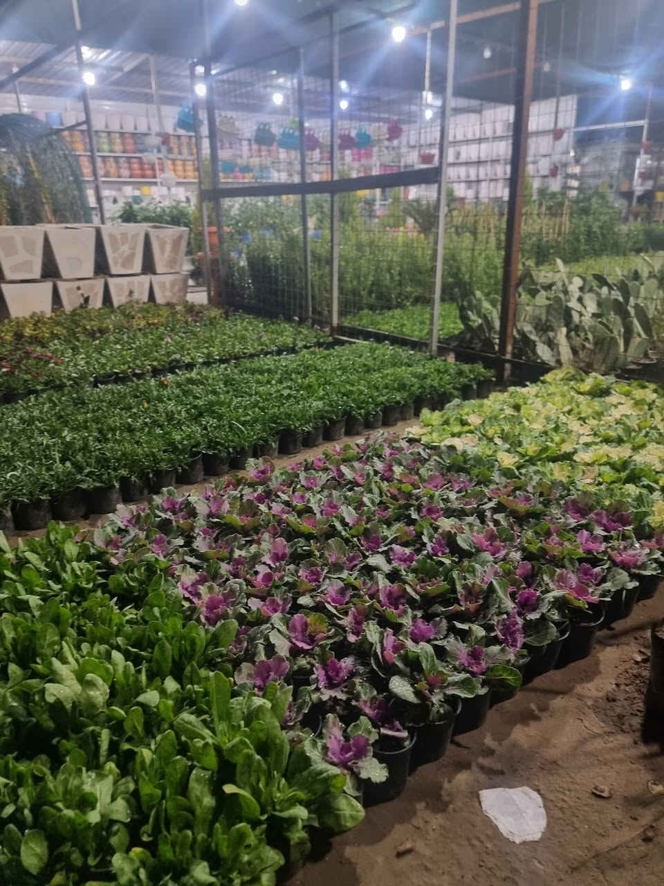 مساء الورد من مشتل الازهار


**إذا كنت صاحب هذا الإعلان وتريد حذفه لأي سبب، رجاءا أرسل رسالة إلى الدعم الفني**