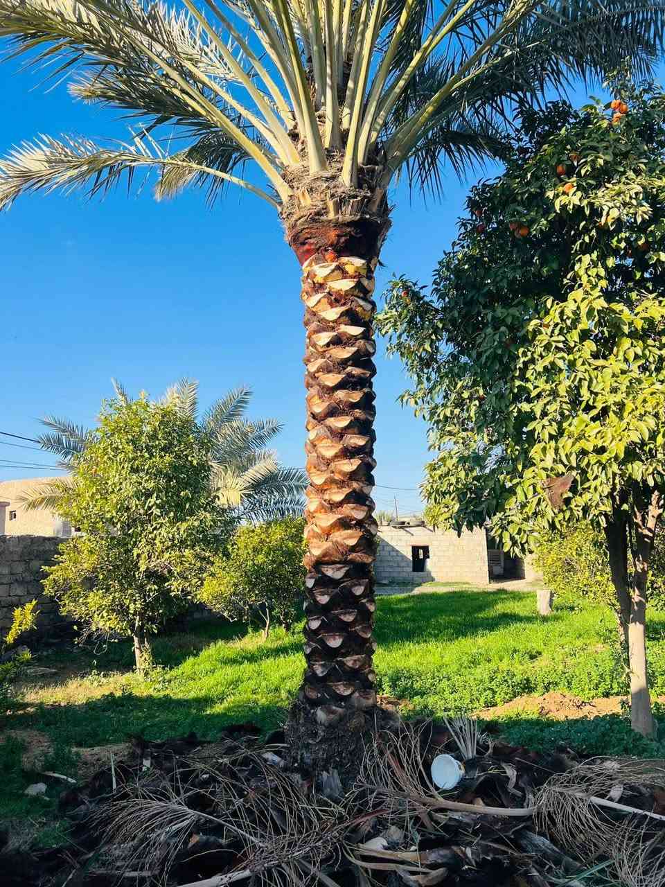 تكريب نخيل اليوم في ناحية الزاب
يم العم محجوب الخلف الدكي
شغل شرط درجة اولى 
للأتصال ***********
#تكريب
#تكريب_النخيل
#تكريب_وتنضيف_النخيل
