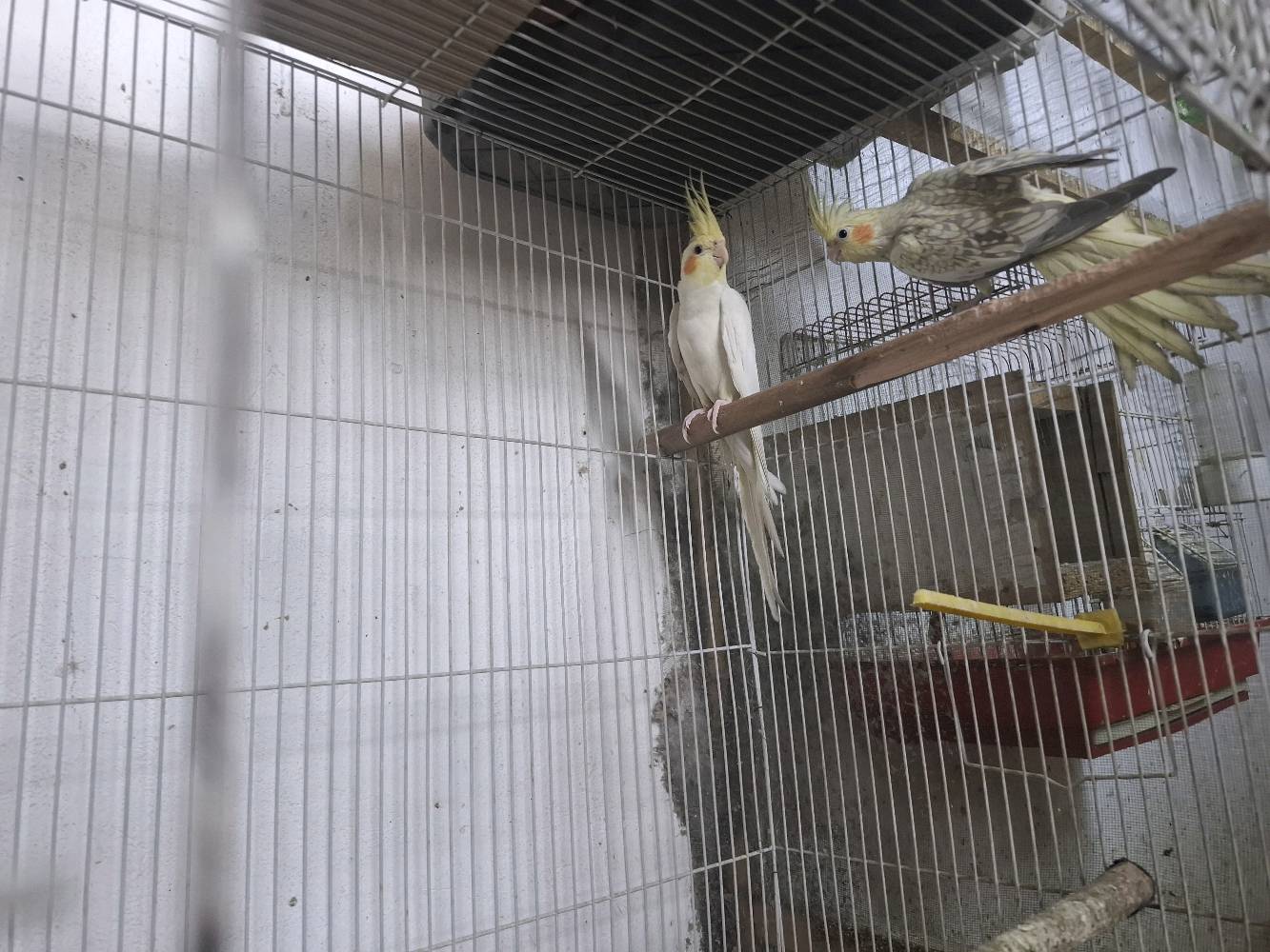 كوكتيل عدد٤ 
٢ نثيه 
و ٢ فحل
 
تبزير عراقي مضمونات 
مع الاقفاص
بغداد الشماعية _ حي الرحمة