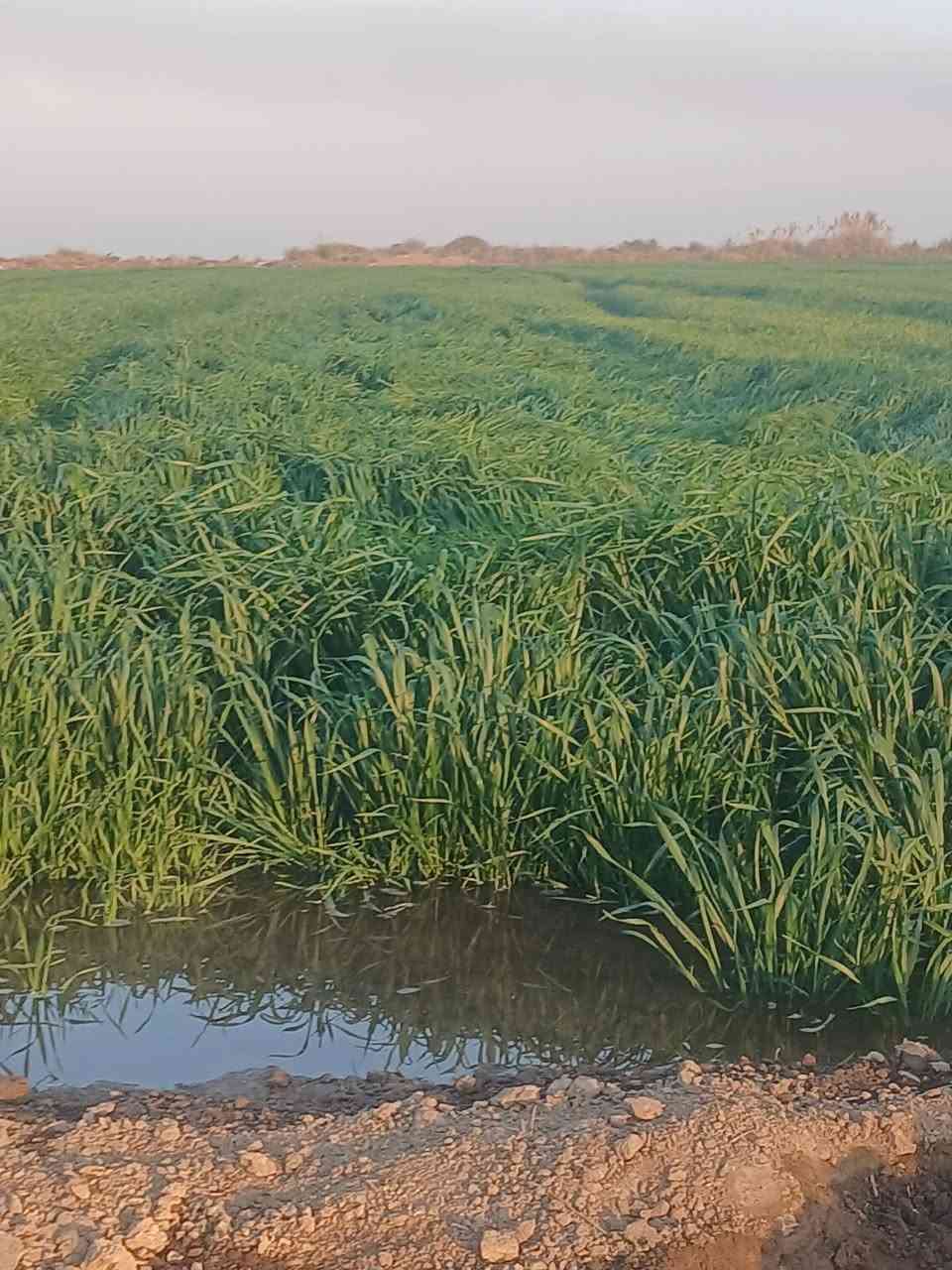 السلام عليكم للبيع ٥ دونم مع دار مع حقول عدد٢ عقد ٢٤ الجديد الأرض مستصلحه وقنوات مبطنه صالحه للزراعة كافة الخدمات مكانه الصويره قرب مشروع كصيبه سعر الدونم ١٥ مليون  تلفون***********
