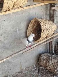 طيره • حمامة • حمام • طيور • تك طيره • طيره حلقه • طيره بصمة