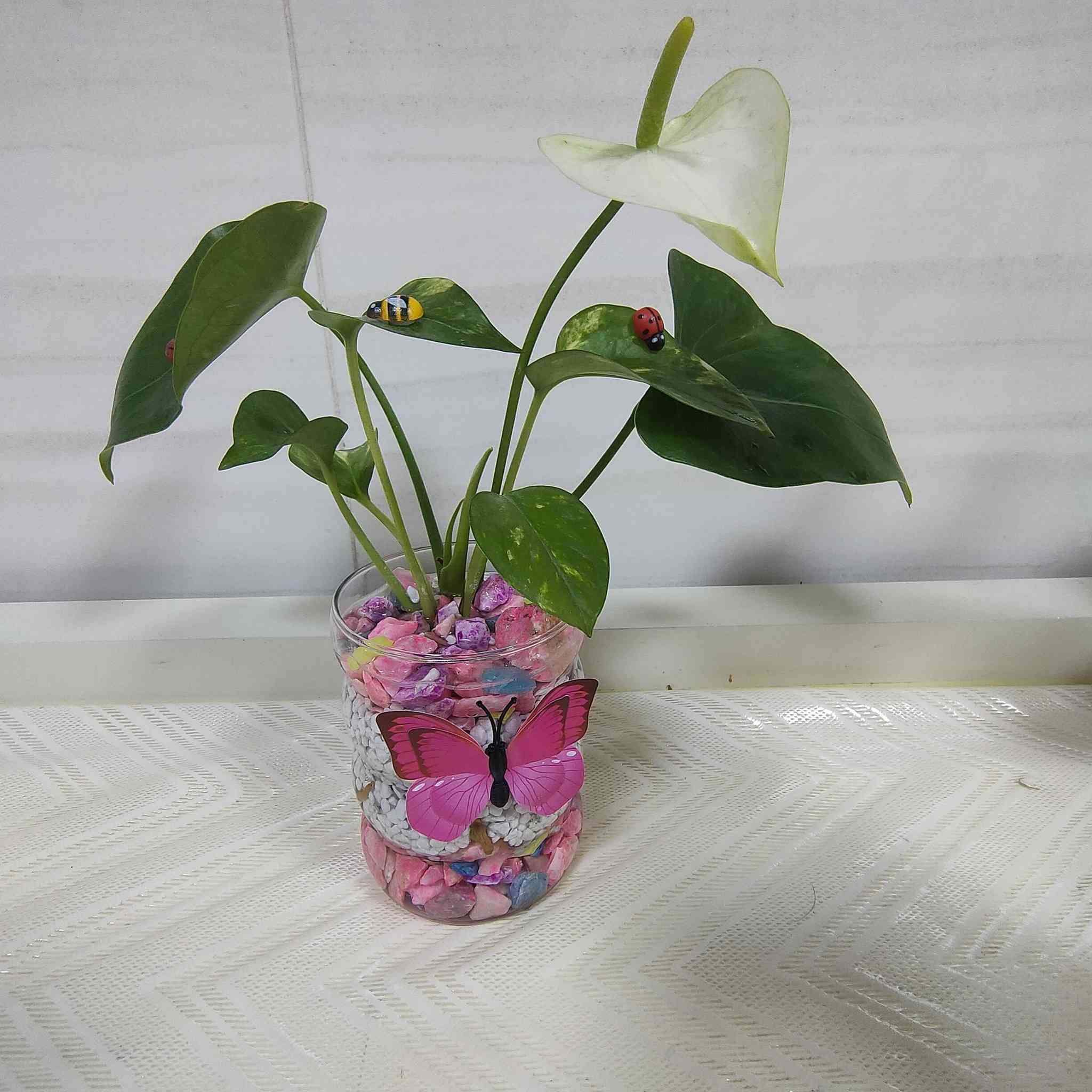 كل بيت بي مطبخ 🍟🍟🍩🍩🍴🍴
وكل مطبخ بي كاونتر 🏩🏩🏩
وكل كاونتر يحتاج الزينه🎄🎄🎄🎄
والزينه موجوده عندي جاهزة💚💚 
ما عليك بس تراسلني وحجز 📩📩
والتوصيل متوفر في المسيب🚗🚗 
واستمتع  بجمال مزج نبات الانثريوم 🌱🌱
مع نبات البلاب🌿🌿🌿


**إذا كنت صاحب هذا الإعلان وتريد حذفه لأي سبب، رجاءا أرسل رسالة إلى الدعم الفني**