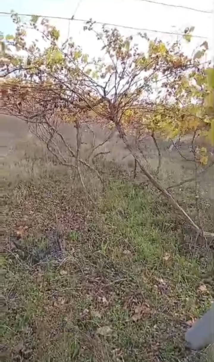 على بركة الله ♥

شهر 1 سوف يتوفر اشجار عنب امايات كلها حمالة وجاهزة للزراعة 

#الاصناف 
حلواني 
كمالي
كشمش بدون فرصم

الكمية كبيرة ان شاء الله واسعار مناسبة 

للحجز المسبق الاتصال على الرقم 

*********** مشتل ابوبكر 

عنوان الفرع الاول القائم حصيبة شارع الحشاشات 

عنوان الفرع الثاني شارع البالات قرب مجمع روز الطبي شارع ابو رندة القديم
