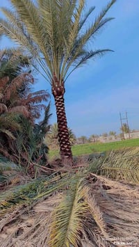 تكريب • ديكور • حديقة