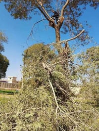 ٠٧٨١٩٥٣١٩٣٦ واتساب قطع شجار