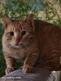 VevoX 300pro.512___24 دبل شريحه استعمال يوم واحد بس ملك التصوير جهاز ف...