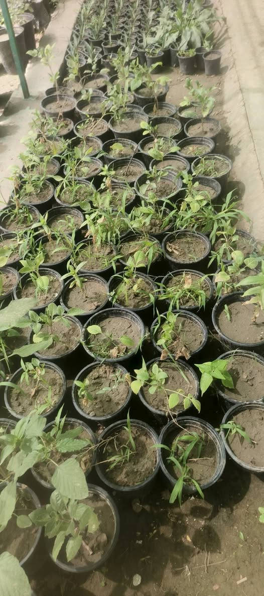 يا الله 🌿
يتوفر لدى مشتـلنا مجموعة  من السنادين والورد 🌸
🌼 سنادين تعليك ورد الصباح كل سندانه لون 
🌼 ورد جعفري عطري 
🌿 ريحان عطري 
🌙 ورد المساء
🔥 سندانة جهنمي قزمي
🪴 سندانة مستطيل كارزيا
💜 سندانة بتونيا الصحراء دائمي 
عنوان مشتلنا شارع زوبع الصوب الصغير


**إذا كنت صاحب هذا الإعلان وتريد حذفه لأي سبب، رجاءا أرسل رسالة إلى الدعم الفني**
