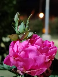 دونم • طابو سند ٢٥ • قرب مزرعة جميرا