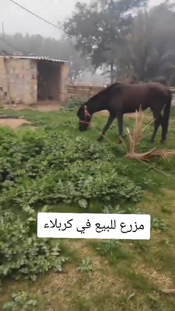 مزرعه في كربلاء للبيع 25 دونم 
قرب الحزام الخضر

قبل دائره مرور كربلاء 

تبعد عن الشارع العام ٧٥٠م يوجد بيه ٢٠٠ نخله و ٥٠ نبكه ابار عدد اثنين وكهرباء

وطني ومولده وثلاثه بحيرات

وقابله للطابو ٢٥ عقد مجدد ١٠سنه

قانون 24 ويوجد بيتين للسكن للتصال والستفسار وتساب وتصال ***********
