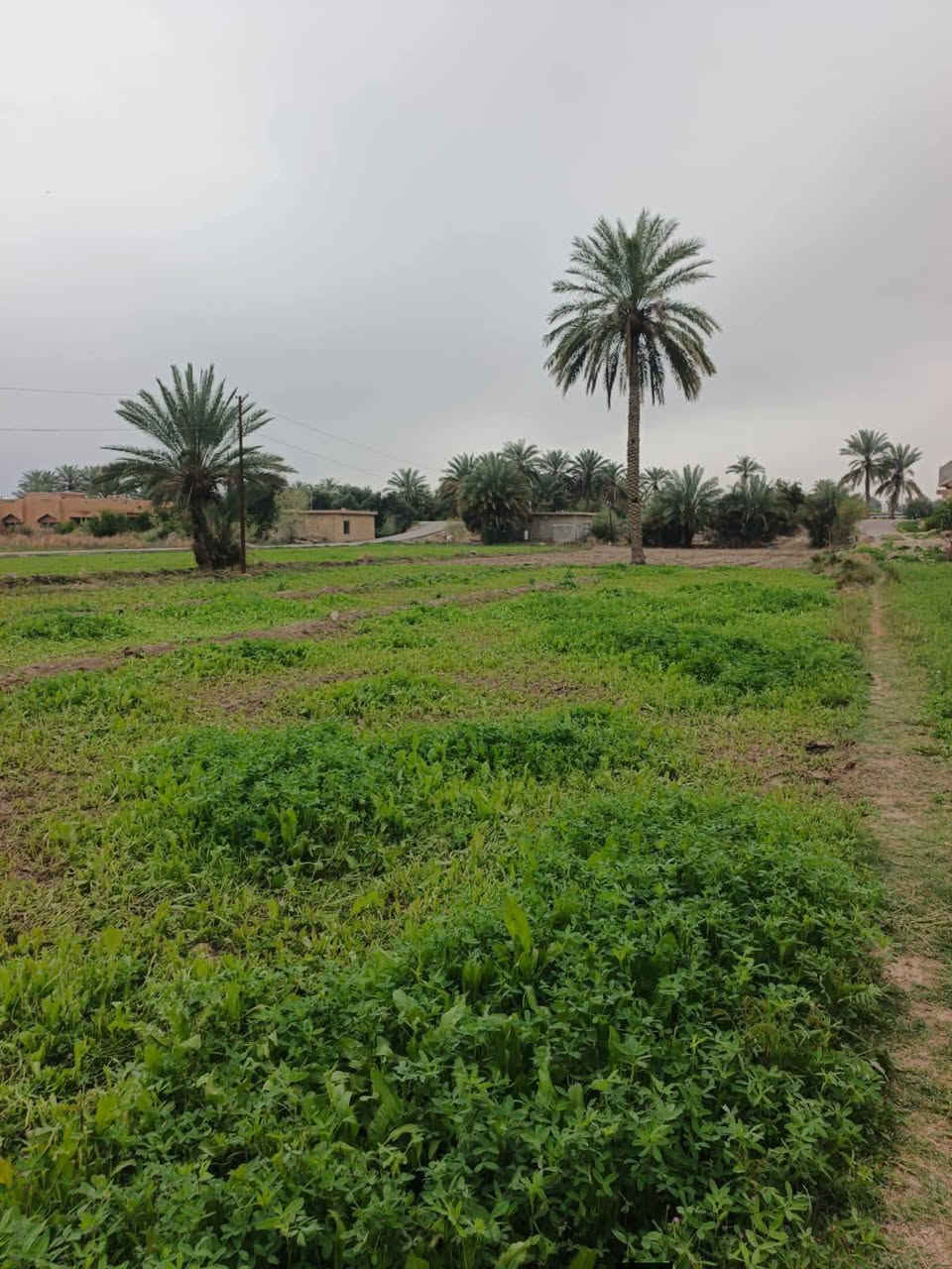 سلام عليكم ارض للبيع دونم و900  ترهم مزرعه ع شارع عام سايدين اناره  متوفر كلشي يمها العنوان فلوجه ناحيه النعيميه قرب المزارع الشط يبعد عنها 200متر‏‪***********‬‏لخاص مفتوح سعرها مناسب
