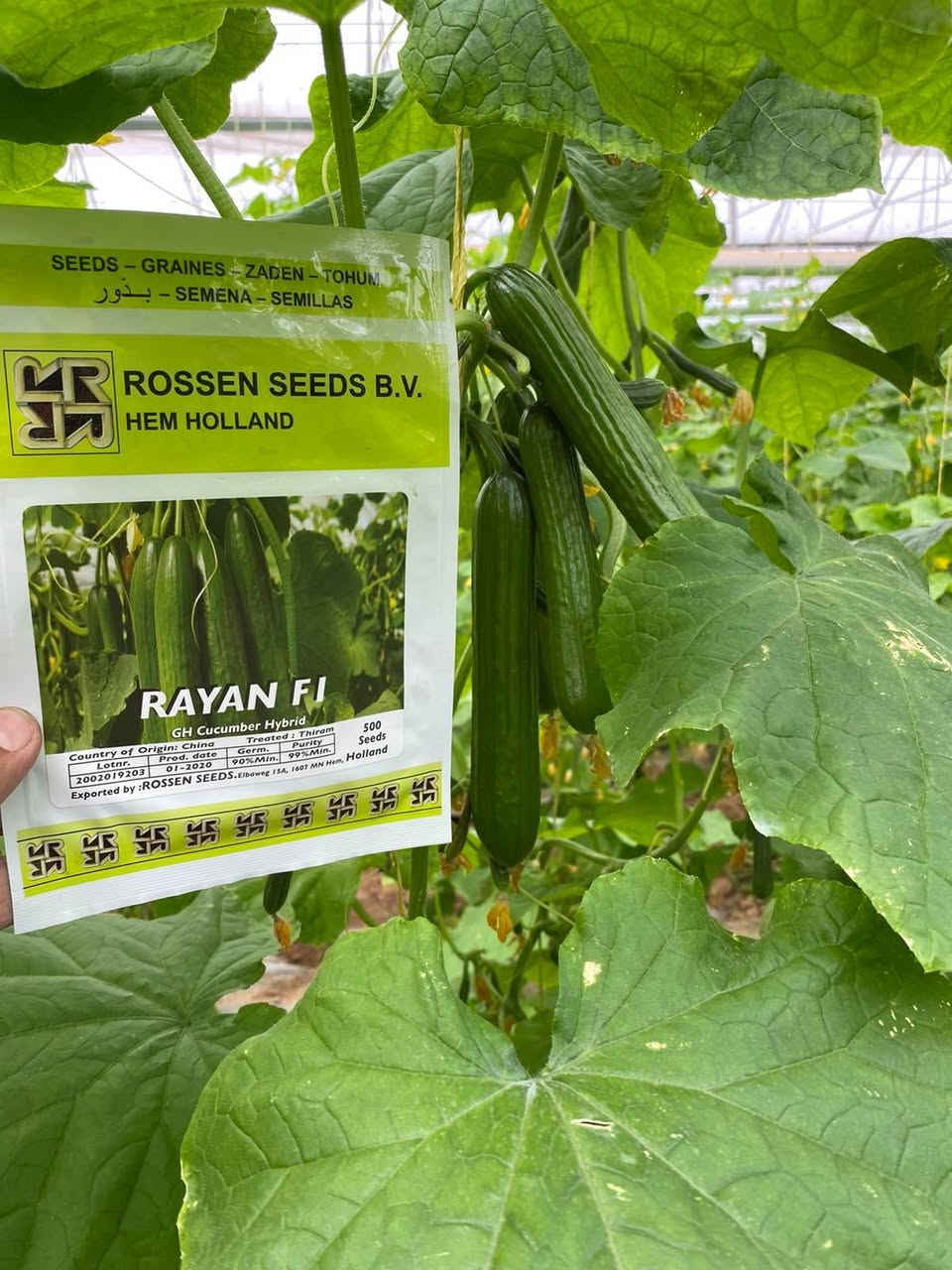 🌱 **بذور خيار RAYAN F1 الهولندية متوفرة الآن** 🌱

إذا تدور على إنتاج وفير وجودة ممتازة داخل البيوت البلاستيكية، بذور **RAYAN F1** خيار ممتاز للمزارعين.

✅ نمو قوي
✅ عقد ممتاز للثمار
✅ إنتاجية عالية
✅ ثمار متجانسة ومطلوبة بالسوق

📸 الصورة من محصول فعلي للبذور

للاستفسار أو طلب البضاعة:
📞 راسلنا على الخاص 

🏡 **بيت الزراعة والمبيدات**
كل ما يحتاجه المزارع من بذور وأسمدة ومبيدات في مكان واحد.

#بيت_الزراعة_والمبيدات
#بذور_خيار
#خيار_هولندي
#زراعة
#بيوت_بلاستيكية
#مزارعين_العراق

**"مو كل بذرة تعطيك هذا الإنتاج 🌱🔥"**
السعر 60+توصيل 5000لكل محافظات العراق


**إذا كنت صاحب هذا الإعلان وتريد حذفه لأي سبب، رجاءا أرسل رسالة إلى الدعم الفني**