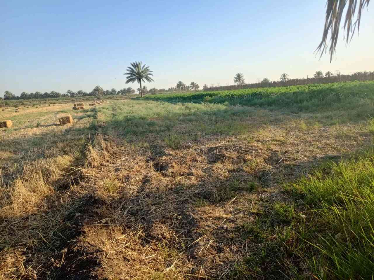 أرض زراعي للبيع خلف جامعة بابل 
3دونم شتحب انطيك دونم اثنين 
صنف الأرض طابو زراعي سند 25 
تحويل مباشر بسمك تبعد عن جامعة بابل 2كيلو 
للاستفسار ***********
