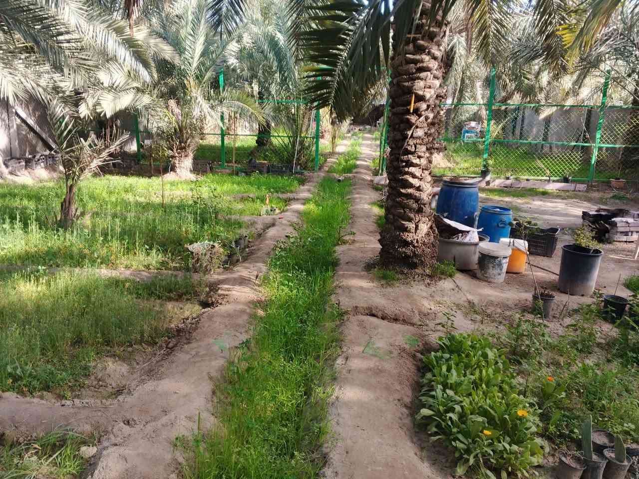 دونم معه بيت للبيع مزرعه كامله بيه انواع الزرع لبيت طابوك كونكريت يحتوي على ثلاث غرف وصاله ومطبخ وديوانيه كل غرفه تحتوي على مجمع صحيات بي محل جبير يوجد مكان مخصص لترفي وشوي الأسماك مكان مخدوم وتبليط بلباب طريق الزديناويه دكمانيه خدمات كامله سعر 100 وبي مجال ***********
