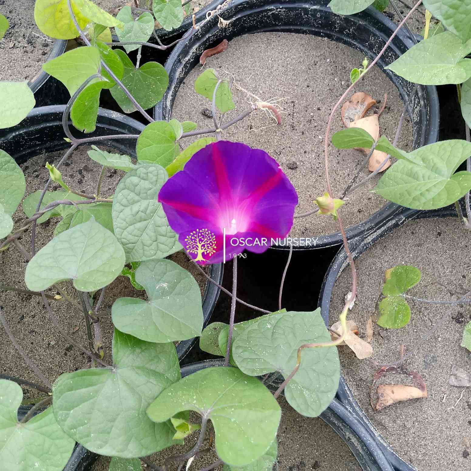 🌿 توفر متسلق مجد الصباح (Morning Glory) 🌿
زهرة جميلة بلون بنفسجي جذاب، سريعة النمو ومتسلقة، مناسبة للحدائق والأسوار والشرفات. تتميز بإزهارها الرائعة وأوراقها الخضراء الكثيفة.
💜 نبات صحي وجاهز للزراعة
☀️ يحب الشمس المباشرة
🌱 سهل العناية وسريع الانتشار
💰 السعر: 2,000
#للبيع #نباتات #متسلقات #مجد_الصباح #زهور #حدائق #نباتات_زينة 🌿💜
📍 زورونا في:
مشتل الأوسكار 🌿
حي الحنانة – شارع نجف / كوفة
(مقابل غرفة تجارة النجف وفريندز كافيه ومطعم شريف – مجاور متنزه الحنانة العائلي)

🪴 نوفر تشكيلة واسعة من:
النباتات الظلية، الخارجية، المستلزمات الزراعية   ✨

🕗 أوقات الدوام:
يومياً من 8:30 صباحاً ولغاية 8:00 مساءً

📞 للطلب والاستفسار:
***********
***********

📱 اتصال | واتساب | مراسلة عبر الفيسبوك

💳 متوفر دفع:
زين كاش & ماستر كارد

🚗 خدمة توصيل داخل النجف
🛵 ومتوفر بعض المنتجات الزراعية عبر تطبيق توترز

🌹 أهلاً وسهلاً بكم دائماً في مشتل الأوسكار
مكانكم لكل ما يخص الجمال الطبيعي والديكور الأخضر 🌿
