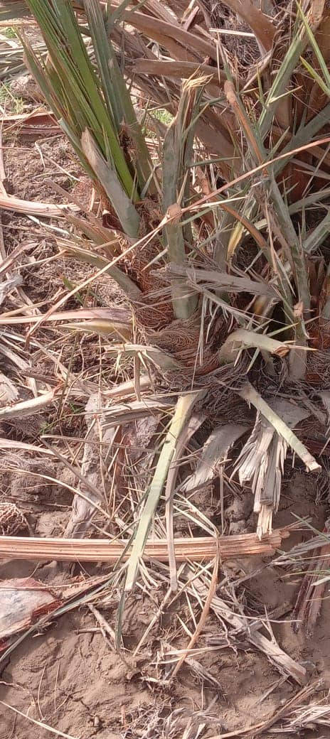 مــتـــــوفــــر
فسائل مجهول
العدد محدود
***********
