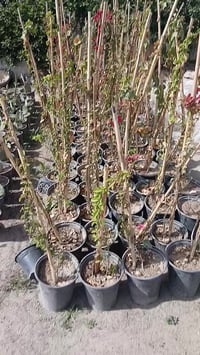 مشتل الزهور • حي ميسان • مقابل مصرف الدم