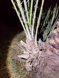 مرجوحه • عدد ٢