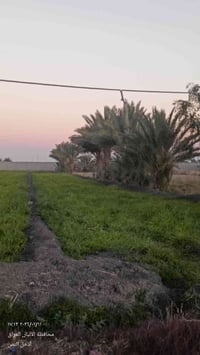 يتوفر لدينا #للبيع دوانم طابو زراعي سند 25 على طابو الفلوجة موقعهم كلش...