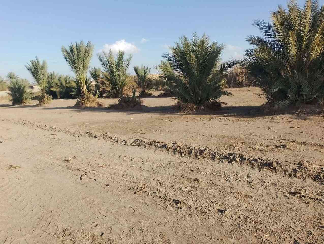 عرصات زراعي خلف حي الجامعه زراعي يم البو صالح ***********
