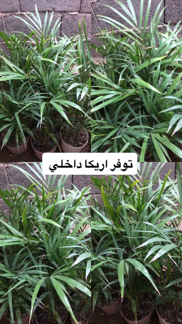 توفر في مشتل ابو علي الفراجي  انواع مـن النباتات الداخلة والخارجية المختلفة🤍
العنوان : بغداد /سلمان باك / قرب جامع سعد /شارع الحدادين 🤍

سوينا لكم بيج على برنامج الإنستقرام لكي نجاوب على اسئلتكم المتنوعه 

اسم البيج : بيج مشتل ابو علي الفراجي 

يوزر البيج: l0.33.m

رابط البيج:https://www.instagram.com/l0.33.m?igsh=bGZmMGw4bTN2ODZw

مشتل ابو علي الفراجي يرحب بالجميع 🤍


**إذا كنت صاحب هذا الإعلان وتريد حذفه لأي سبب، رجاءا أرسل رسالة إلى الدعم الفني**