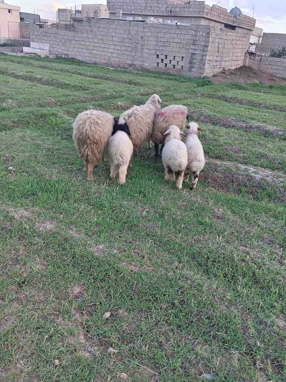 نعاج مولدات للبيع ***********
