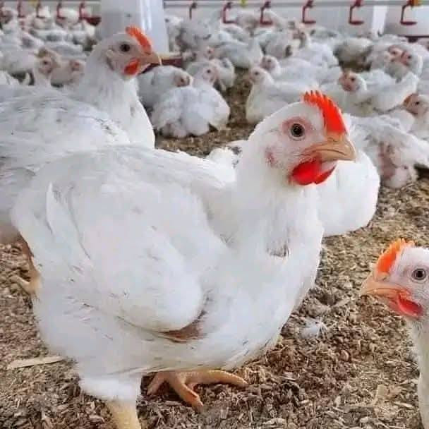 حقول لبيع مع مزارع المساحة المشروع ١٠٠ دونم  بغداد المدائن مطلة على نهر دجلة  نوع العقار
ملك صرف  اسم شخص واحد تحتوي على بيت ومضخات ماء المشروع بساتين 
٢.البستان دونم يحتوي على ١٠٠٠نخله  انواع النخيل 
٣.مشروع الدواجن  يتكون من القسم الأول معمل علف اوتماتيك بطاقة ١٠طن بساعه 
١٥قاعه انتاج بسعه إجماليه ٤٥٠٠٠٠دجاجه بطاقه إنتاجيه ١٠٠٠كارتون 
أبنية الاداره والمشرفين العمال عدد٦
محطة اسأله ومنظومة ماء RO ٢٥م 
القسم الثاني 
٥قاعات تربية أفراخ الدجاج البياض  
بسعه إجماليه ٢٠٠٠٠ فرخ 
أبنية الاداره والحرس عدد ٢ .
ملاحظه انتاج الحالي ٢٥٠ كارتون نوعدجاج لوهمان احمر . 
٣. القسم الأخير ٤٥دونم يحتوي على ٢قاعه قيد الإنشاء مساحة الواحده ١٨٠٠م حاليا جاهزات وشغلات.
السعر دونم ١٠٥ مليون قابل للتفاوض رقم وتساب ***********
