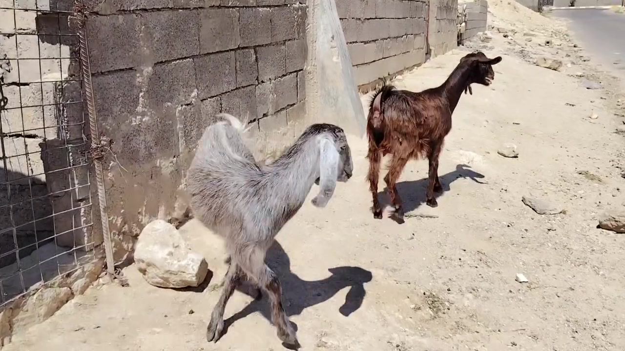 بسم الله تبارك الرحمن 
اخوان وين جنايه ع لحلال نضيف متاح زوج جذاع شوامي سوريات مال جنيه جمات خشنات حلوات معالفات وحدا والده بطن وحده شرط ماوالده وياهن فحل ماعرفن عنهن شي مال بيت ماشالله عليهن شراي يتصل ويدلل مكان الانبار حديثه *********** وبي واتساب وحياكم الله

