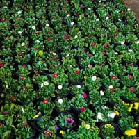 مشتل المسرة • ورد جوري • المسيب حي المعلمين