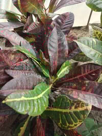 مشتل الأنوار • نباتات زينة • أبو زهراء