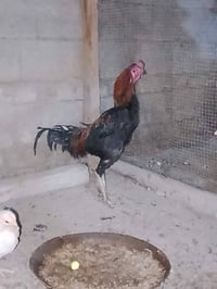 ديك سمين • ذبح • سعر مناسب