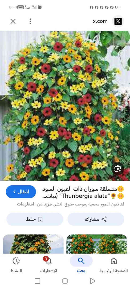 متاح لدينا بذورها متسلق سوزان ذات العيون السوداء الون الأحمر لطلب والحجز
واتساب *********** السماوه أو مراسلة الصفحه يوجد خدمة توصيل طلبات داخل السماوه ولكافة المحافظات لباب البيت أنواع البذور الاستوائية النادره
