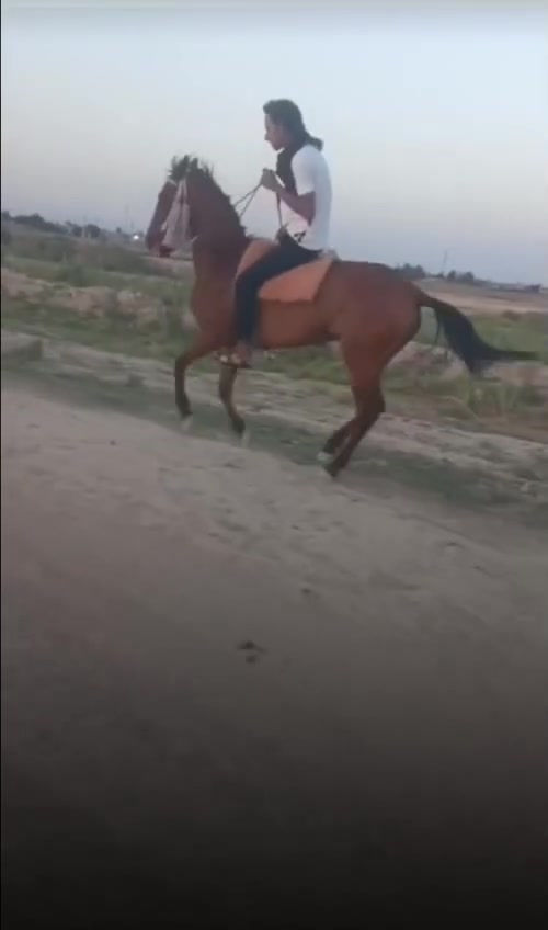سلام عليكم فرس عشار للبيع حمدانيه سمري مكان ميسان قضاى على الغربي تصال عل رقم ***********
