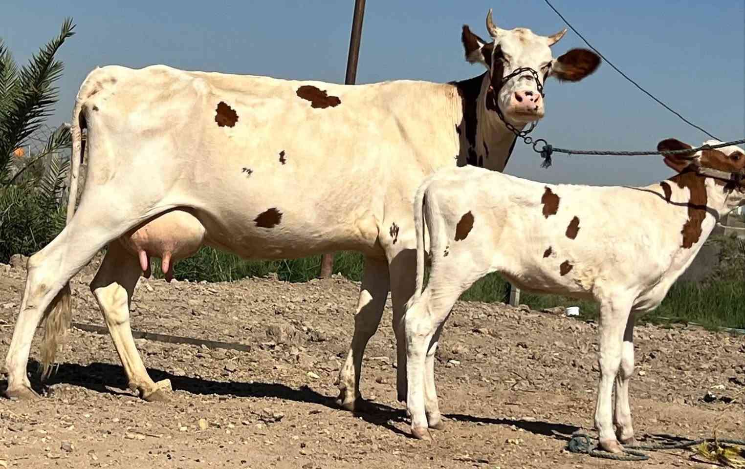 بسم الله ماشالله تبارك الرحمن ***********
بجر اول بطن وراها بجر
