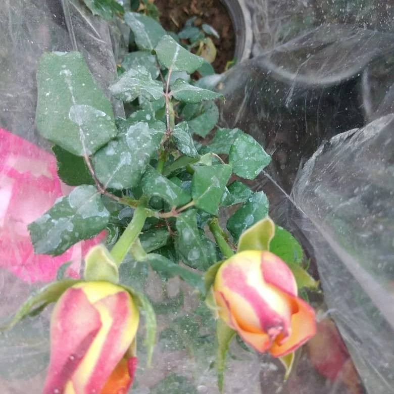 السلام عليكم 
يتوفر في مشتلنا ورد جوري سلطاني عطري 
كما يتوفر ورد  جوري مستورد بالوان جميلة وجذابة

 العنوان
مشتل ربيع قرطبة 
سامراء / حي الشهداء/ شارع 2000
 تتوفر خدمة توصيل داخل سامراء فقط 

للطلب والاستفسار يرجى مراسلة بريد الصفحة 
او الاتصال على الهواتف التالية 

***********
***********
