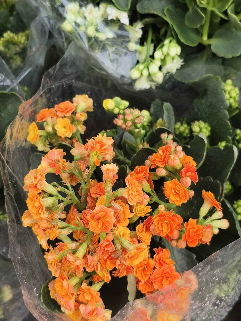 اللهم صلي على محمد وال محمد ❤️
على بركة الله وصلتنا نباتات الداخليه 
والخارجية 
العنوان شهربان حي العصري مجاور مستشفى العام


**إذا كنت صاحب هذا الإعلان وتريد حذفه لأي سبب، رجاءا أرسل رسالة إلى الدعم الفني**