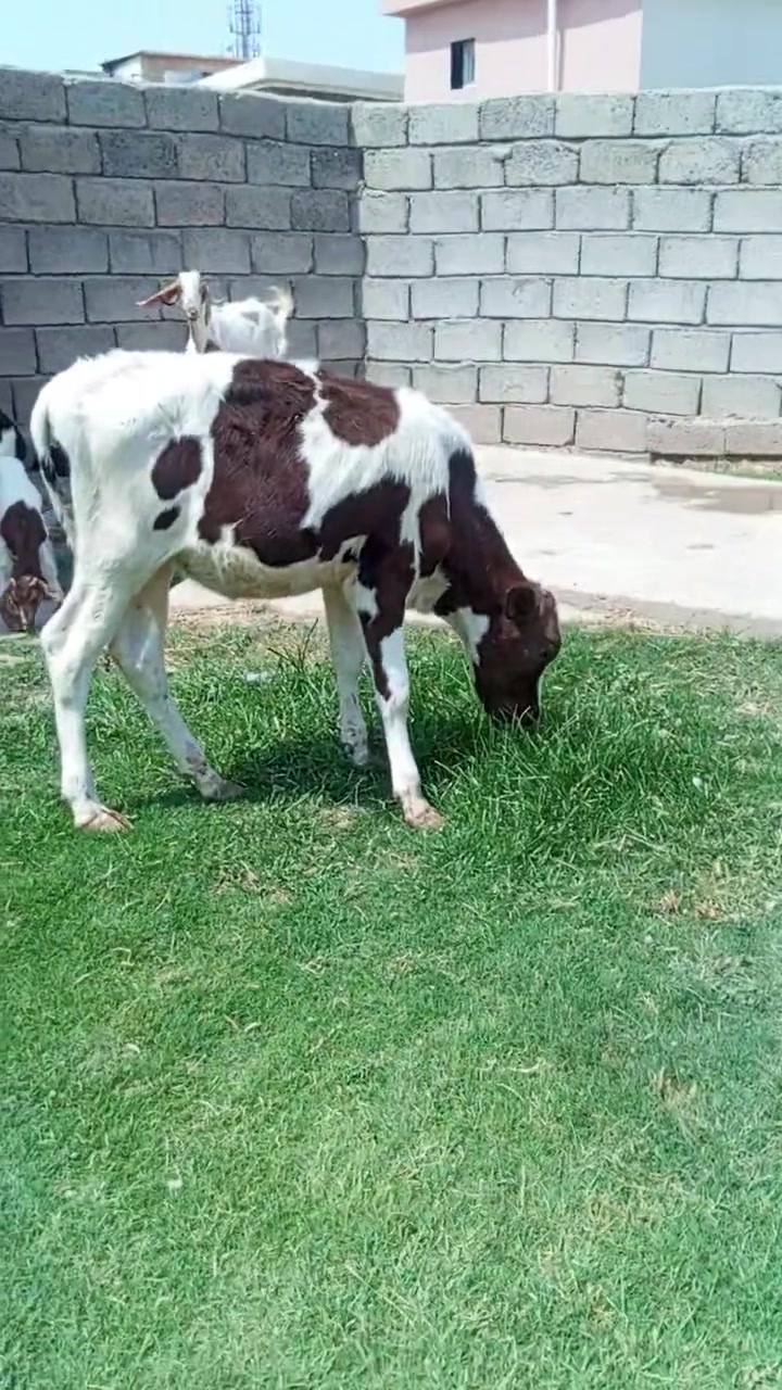 السلام عليكم اخوان متاح حوليه تلقيح هولشتاين اجم رقم واحد حوليه درجة اولى اولى مال بيت جمه وثيل گصير وين اليدور حلال زين ونضيف حوليه مشروطه شرط ال شرط 
العنوان صلاح الدين الشرقاط قريه شكرا
ه‍ ***********👉 بيه واتساب 
الشراي يتصل ويدلل 
يوجد خدمت توصيل حسب التفاق
