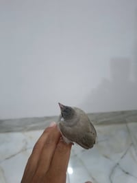افراخ بلابل • طيور زينة