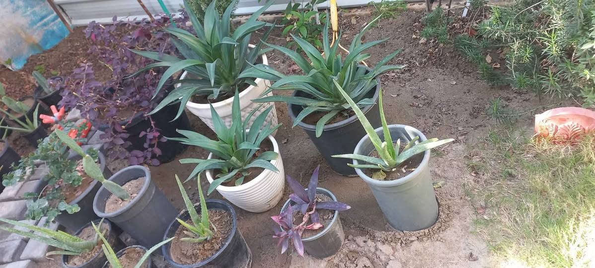 نباتات خارجية للبيع عدد ١١ يتحملن شتاء وصيف بيهن ٥ كلش كبار والباقي وسط مكاني الكريعات بغداد, العراق


**إذا كنت صاحب هذا الإعلان وتريد حذفه لأي سبب، رجاءا أرسل رسالة إلى الدعم الفني**