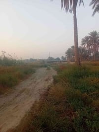 طابو • ١٠٠-٥٠٠م • بستان حيدر