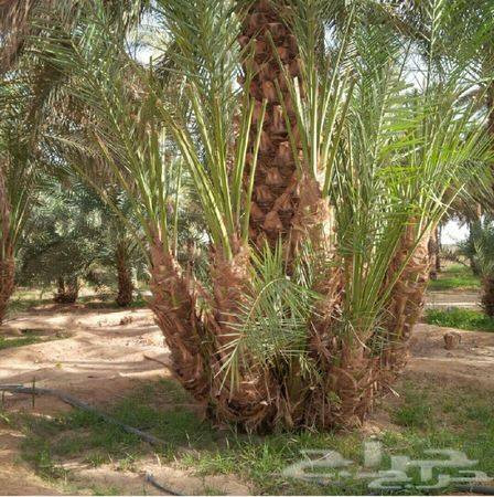 فسائل استعمران للبيع وعندي انواع ثانية السعر مناسب خاص او واتساب مكاني سوق الشيوخ الحكيكة
***********
