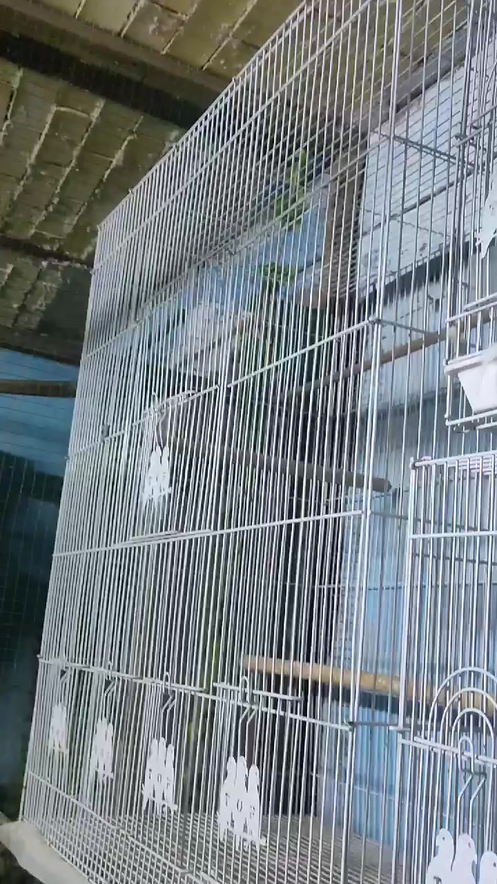 قفص ابو الطير الحجم الكبير نظيف كلش مراوس بدجاجتين المكان الطار


**إذا كنت صاحب هذا الإعلان وتريد حذفه لأي سبب، رجاءا أرسل رسالة إلى الدعم الفني**