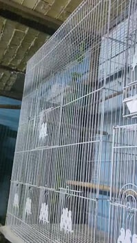 قفص ابو الطير • بدجاجتين • الطار