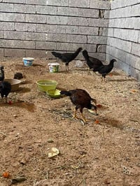 دجاج للبيع • فراخ للبيع • دجاج بياض • دجاج راقد • صوص للبيع • دجاج بلد...