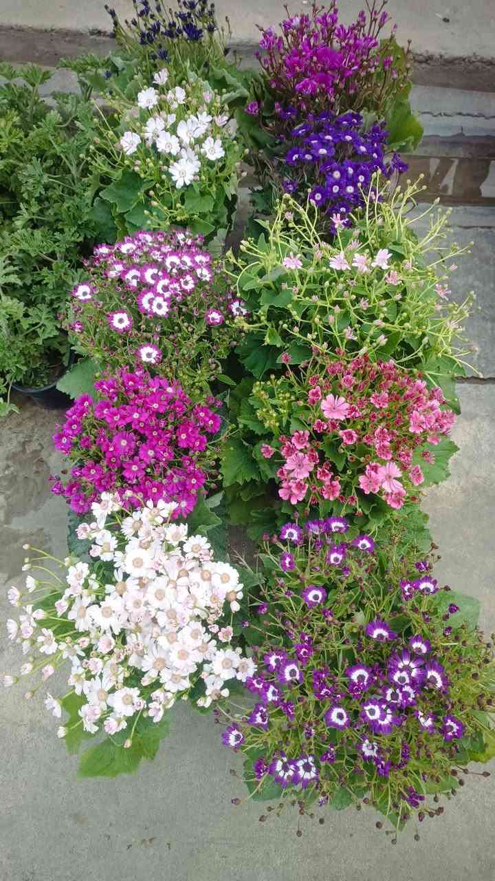 الحمدلله وصول مسواك جديد
مشتل الحلبي الزاب علوه هرته وحياكم الله ***********
