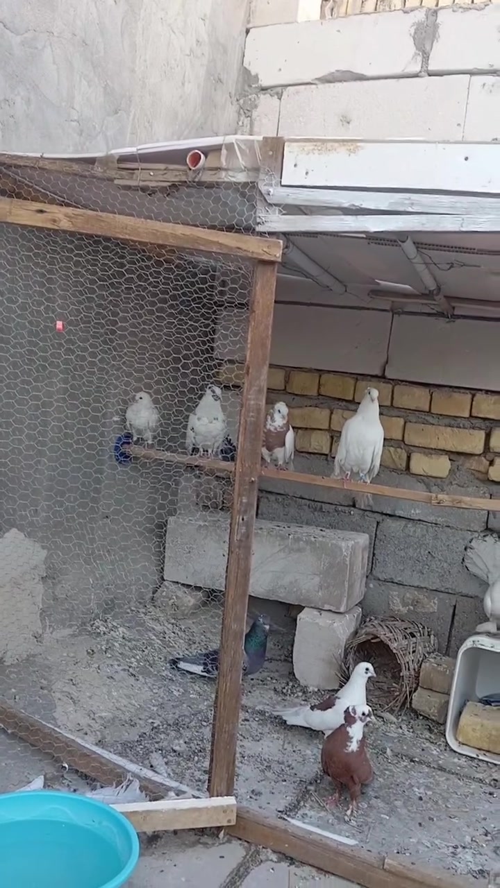 ناصريه اسكان الصناعي نزله الثانيه سعرهن كلهن 25الف


**إذا كنت صاحب هذا الإعلان وتريد حذفه لأي سبب، رجاءا أرسل رسالة إلى الدعم الفني**