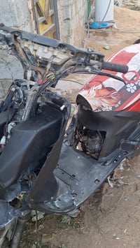 فراشة • فحل