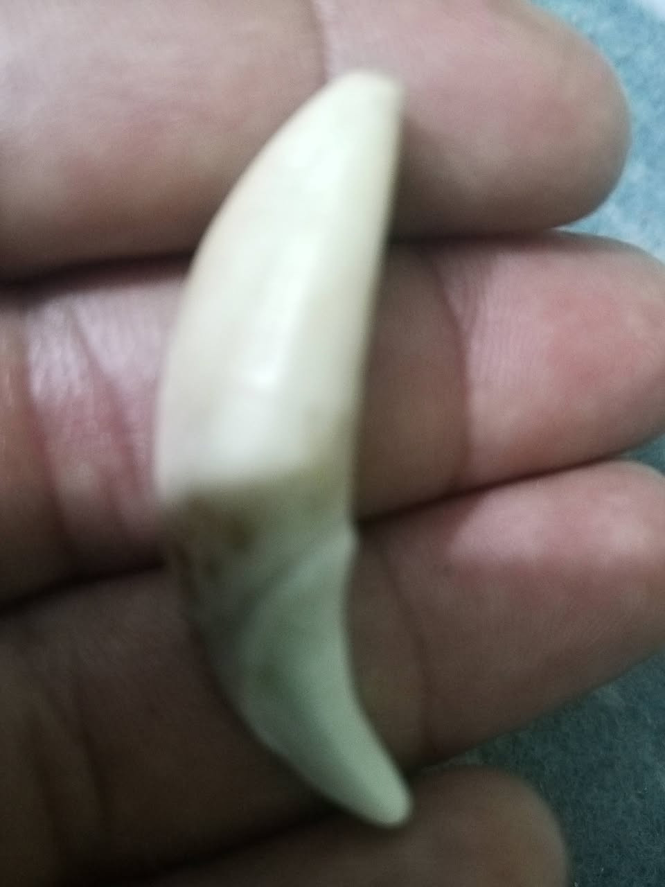 ناب ذئب أصلي ذمه السعر بدون عمله 150مكان الرميثة متواجد على الفيس


**إذا كنت صاحب هذا الإعلان وتريد حذفه لأي سبب، رجاءا أرسل رسالة إلى الدعم الفني**