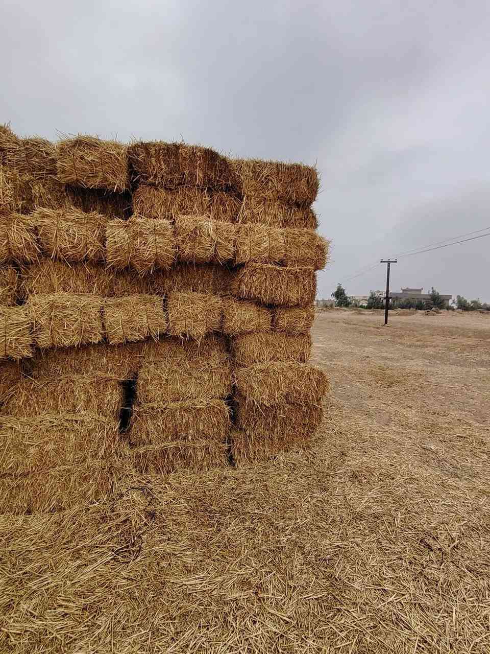 يوجد تبن مجروش وكبس معى توصل الأنبار ابو غريب وبغداد وهاذى رقمي *********** بيه واتساب
